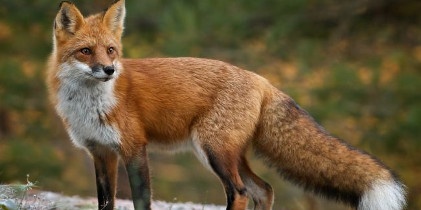 Jesienna akcja szczepienia lisów wolno żyjących